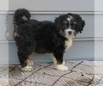Small #3 Bernedoodle (Miniature)