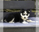 Small Photo #10 Siberian Husky Puppy For Sale in KINZERS, PA, USA