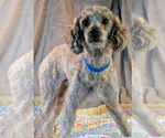 Small #1 Poodle (Toy)