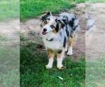 Small Photo #1 Miniature Australian Shepherd Puppy For Sale in MILFORD, IN, USA