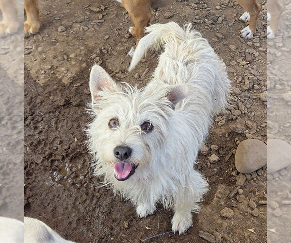 Medium Photo #2 Norfolk Terrier-Unknown Mix Puppy For Sale in Chico, CA, USA