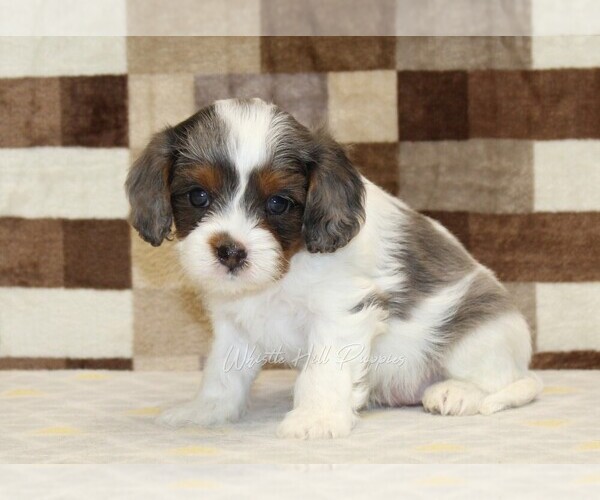 Medium Photo #3 Cavapoo Puppy For Sale in DENVER, PA, USA