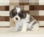 Small #2 Cavapoo