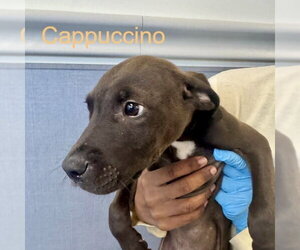 Mutt Dogs for adoption in Hilton Head, SC, USA