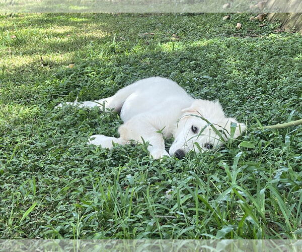 Medium Photo #7 Great Pyrenees Puppy For Sale in Spring, TX, USA