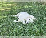 Small #6 Great Pyrenees