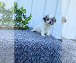 Puppy 5 Havachon