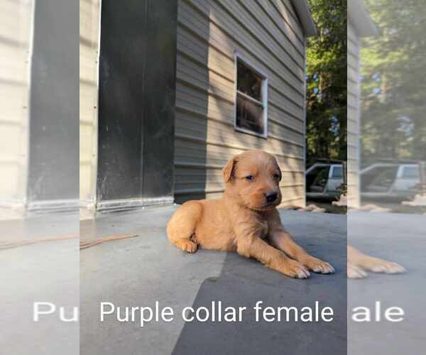 Medium Photo #1 Golden Retriever Puppy For Sale in RAEFORD, NC, USA