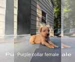 Small Photo #1 Golden Retriever Puppy For Sale in RAEFORD, NC, USA