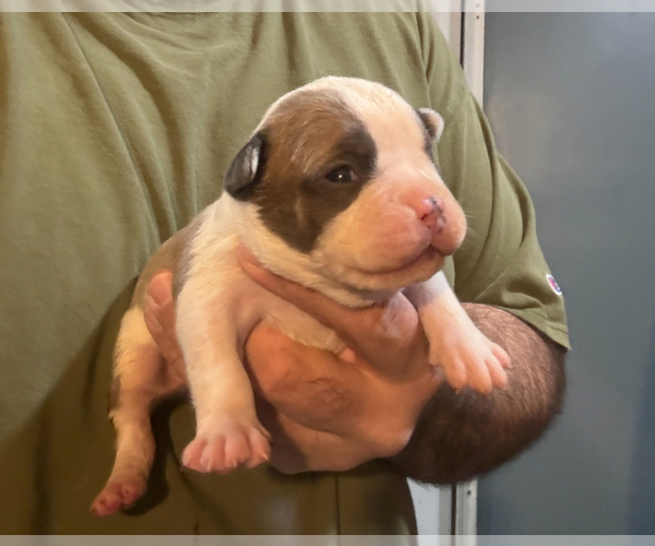 Medium Photo #2 American Bully Puppy For Sale in WALLINGFORD, CT, USA