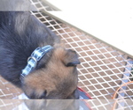 Puppy Puppy 3 German Shepherd Dog