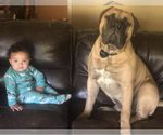 Small Photo #1 Bullmastiff Puppy For Sale in LOCKWOOD, CA, USA