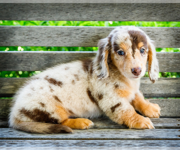 Medium Photo #12 Dachshund Puppy For Sale in WAKARUSA, IN, USA