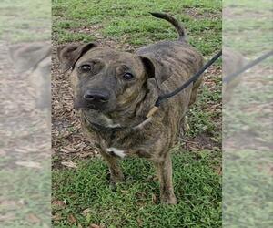 Plott Hound-Unknown Mix Dogs for adoption in Fort Lauderdale, FL, USA