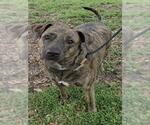 Small Plott Hound Mix