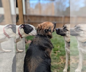 Parker - Louisiana Litter - Male Mutt Dog for Adoption - Photo #12