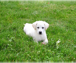Small #7 Labrador Retriever
