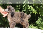Small #13 Poodle (Miniature)