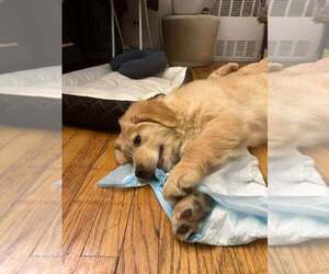 Golden Retriever Puppy for sale in QUEENS, NY, USA