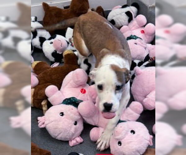 Medium Photo #3 Mutt Puppy For Sale in Glen Allen, VA, USA