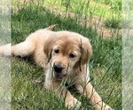 Small Photo #6 Golden Retriever Puppy For Sale in MARTINSVILLE, IN, USA