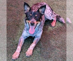Mutt Dogs for adoption in Rockwall, TX, USA