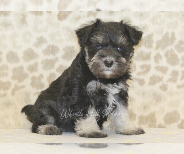 Medium Photo #4 Schnauzer (Miniature) Puppy For Sale in DENVER, PA, USA