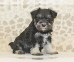 Small #3 Schnauzer (Miniature)
