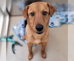 Small Labrador Retriever-Retriever  Mix