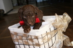 Small Photo #2 Aussiedoodle-Poodle (Standard) Mix Puppy For Sale in ENTERPRISE, AL, USA