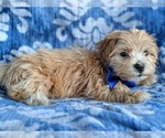 Small Photo #3 ShihPoo Puppy For Sale in LANCASTER, PA, USA