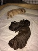 Small Photo #7 Labradoodle Puppy For Sale in CLAY, PA, USA