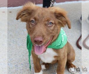 Medium Australian Shepherd Mix