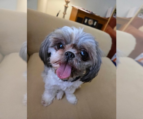 Medium Photo #1 Mutt Puppy For Sale in Morganville, NJ, USA