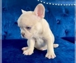 Small Photo #54 French Bulldog Puppy For Sale in CHICAGO, IL, USA