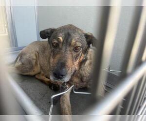 German Shepherd Dog Dogs for adoption in Corona, CA, USA
