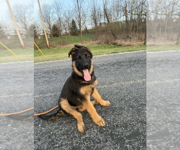 Medium Photo #2 German Shepherd Dog Puppy For Sale in NEWVILLE, PA, USA