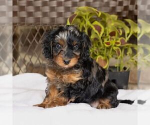 Cavapoo Puppy for sale in NARVON, PA, USA