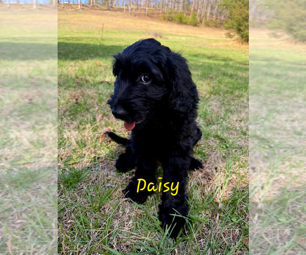 Medium Photo #4 Schnoodle (Giant) Puppy For Sale in SEVIERVILLE, TN, USA