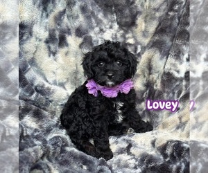 Cavapoo Puppy for sale in CAMPBELLSVILLE, KY, USA
