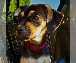 Miniature Pinscher Dogs for adoption in Claremore, OK, USA