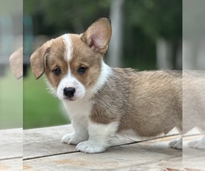 Pembroke Welsh Corgi Puppy for sale in ROLLA, MO, USA