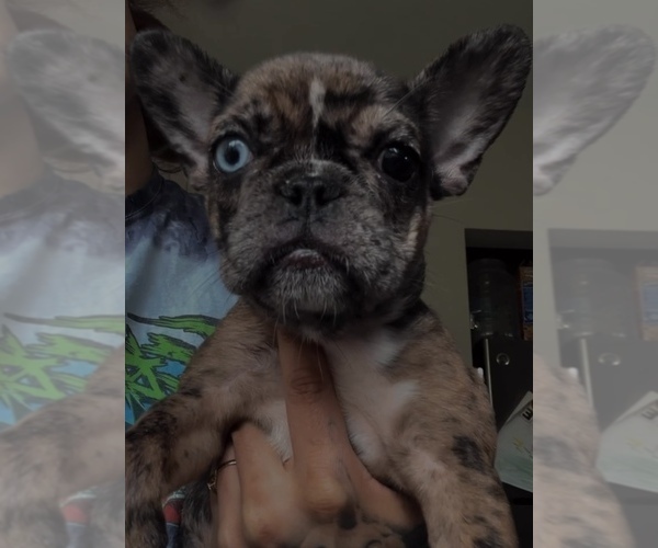 Medium Photo #3 French Bulldog Puppy For Sale in OAKLAND, CA, USA