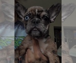 Small #2 French Bulldog