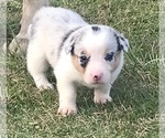 Small Photo #5 Border Collie-Pembroke Welsh Corgi Mix Puppy For Sale in SUMMERVILLE, GA, USA