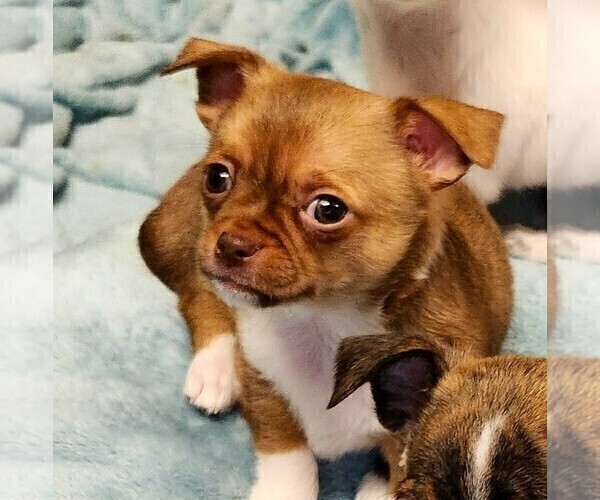 Medium Photo #5 Chihuahua Puppy For Sale in MOUNT AIRY, NC, USA