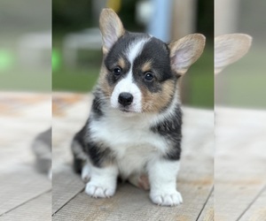 Pembroke Welsh Corgi Puppy for sale in ROLLA, MO, USA