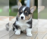 Small Pembroke Welsh Corgi