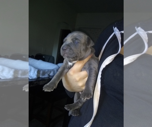 Medium Photo #3 American Pit Bull Terrier Puppy For Sale in MI METRO, MI, USA