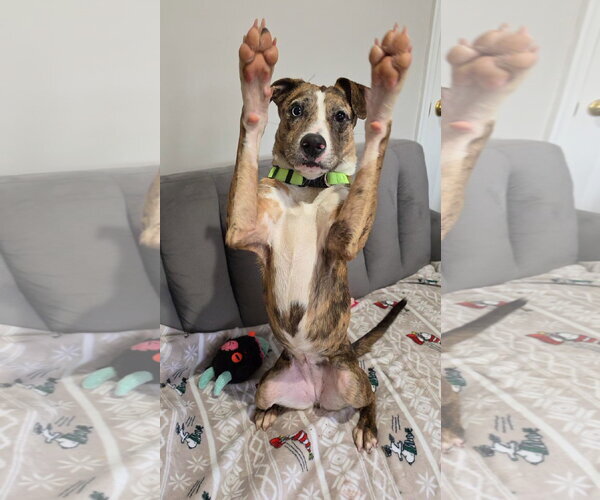 Medium Photo #4 Catahoula Leopard Dog-Unknown Mix Puppy For Sale in Rockaway, NJ, USA